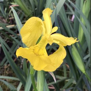 Yellow Iris in a Sea of Green