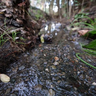 Forest Stream Flowing Through Peaceful Woodland Trail