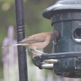 Blackcap Foraging at Garden Bird Feeder