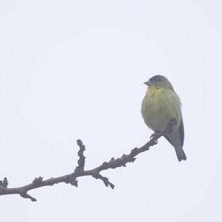 Lesser Goldfinch Perched on Winter Branch