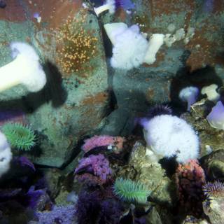 Sea Urchins in their Underwater Habitat