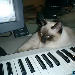 Feline Maestro at Play