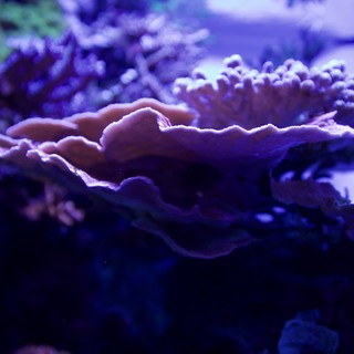 aquarium or marine reef tank