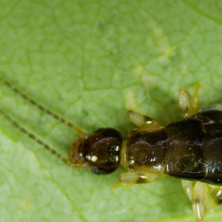 Extreme Close-Up of Dark Insect on Green Leaf