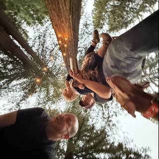 Evening Stroll Among the Redwoods
