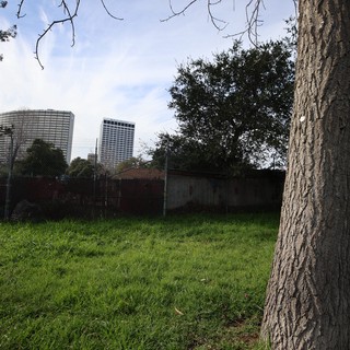 Urban Park Tree Against City Skyline at Dusk