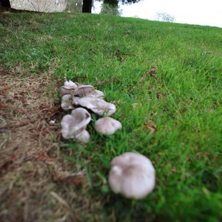 Mushroom Circle Growing on Hillside Under Evergreen Tree