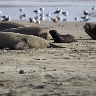 Elephant Seal Colony Resting at Drakes Beach