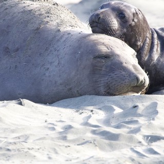 Elephant Seal Pup Resting Beside Adult on Sandy Beach