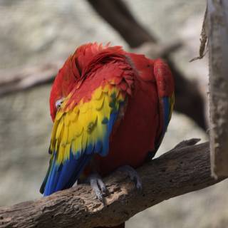 Vibrant Macaw Perched on Branch
