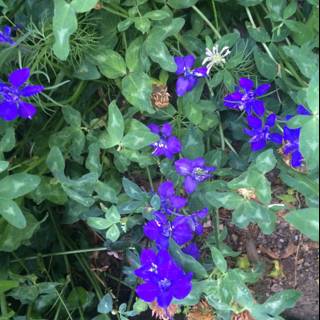 Blue Blossoms in Altadena Garden