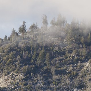 Misty Mountain Forest Ridge in Yosemite Winter