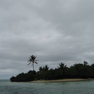Lone Palm Tree on a Tropical Island