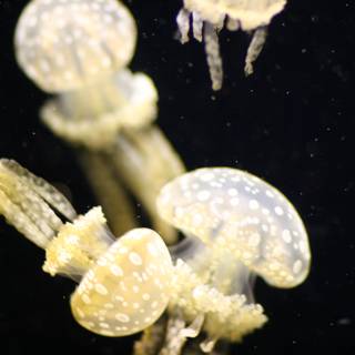 Mesmerizing jellyfish in the tank
