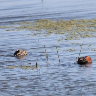 Pair of Grebes Resting in Shallow Wetland Waters