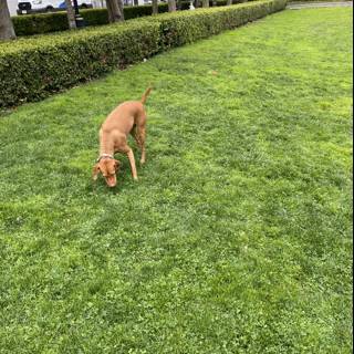 A Canine's Stroll