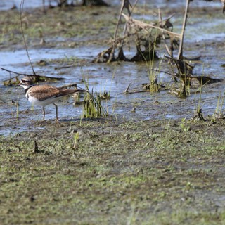 Killdeer Wading in Shallow Wetland Waters