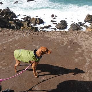 Green Jacketed Hound at the Beach