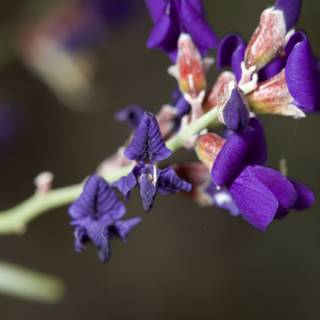 Purple Iris Blossoming in Anza