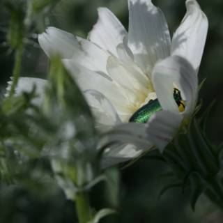 Green Bug on a White Geranium