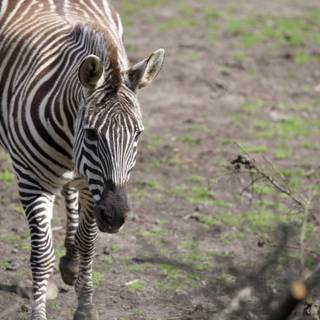 Striped Stroll at SF Zoo
