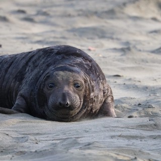 Young Elephant Seal Resting on Sandy Beach