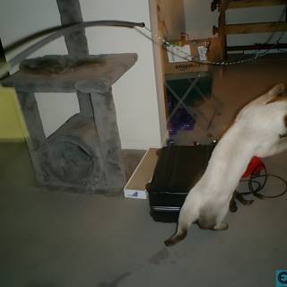Tech-Savvy Cat