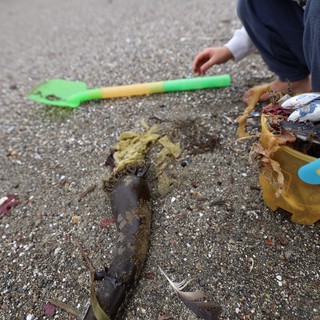 Young Explorer Examines Beached Fish on Rocky Shore