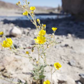 Yellow Daisy Growing in Rocky Terrain