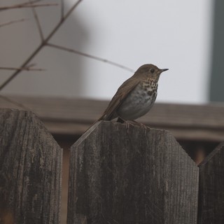 Hermit Thrush Perched on Weathered Wooden Fence