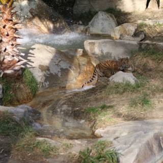 Majestic Tiger at the Stream