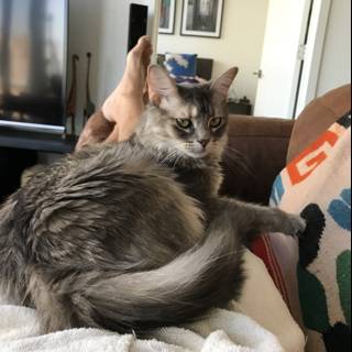 Cozy Gray Cat on Couch with Blanket