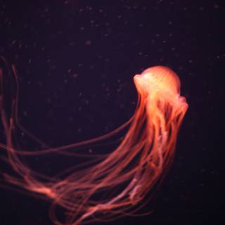 Glowing Jellyfish in the Abyss