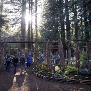 Community garden in forested area, possibly Pacific Northwest