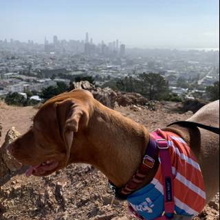 Colorful Vest on a Corona Heights Hill