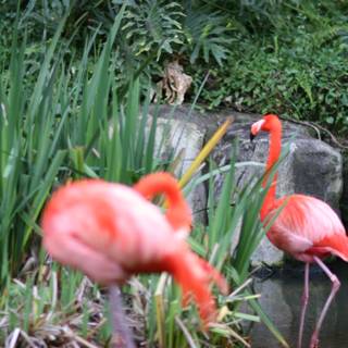 Flamingos meet their feline friend