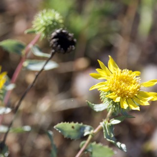 Wild Yellow Blooms on Mount Diablo's Sunlit Slopes