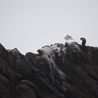 Seagull and Cormorant Share Rocky Coastal Perch