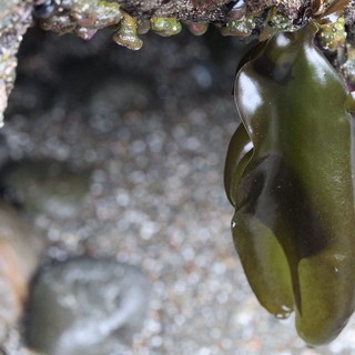 Bladder Wrack Seaweed Hanging in Rocky Tide Pool