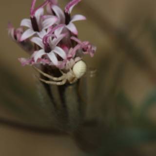 Desert Flower Spider