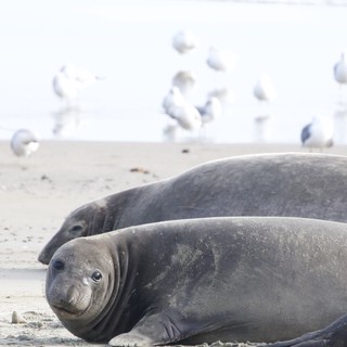 Northern Elephant Seals Resting on Drakes Beach