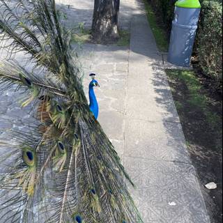 Regal Peacock Strolls Down Xochimilco Pathway