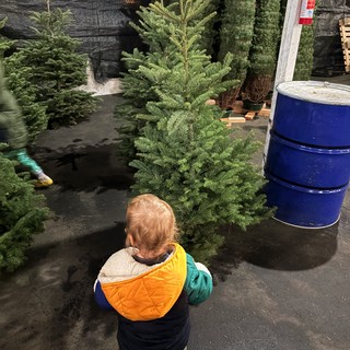 Toddler Selecting a Christmas Tree at Holiday Market