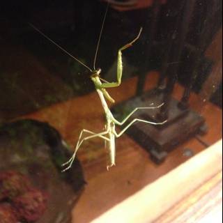 The Praying Mantis on Glass Table