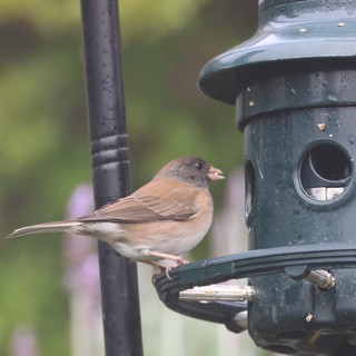Dark-Eyed Junco Perched on Backyard Bird Feeder