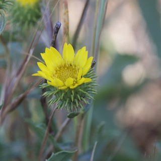 Vibrant Yellow Wildflower Blooming at Mount Diablo