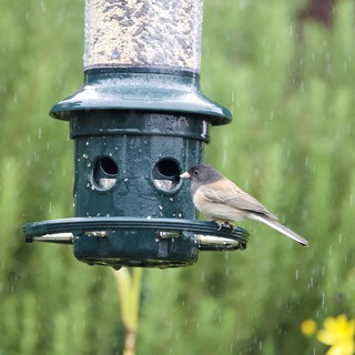 Bird Feeding in the Rain at Garden Feeder