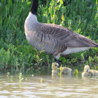 Canada Goose Parent with Two Goslings in Wetland