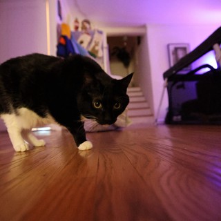 Black and White Cat Stalking on Hardwood Floor