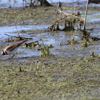 Killdeer Foraging in Muddy Wetland Waters
